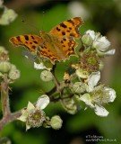 Comma and blackberry 11_07_06